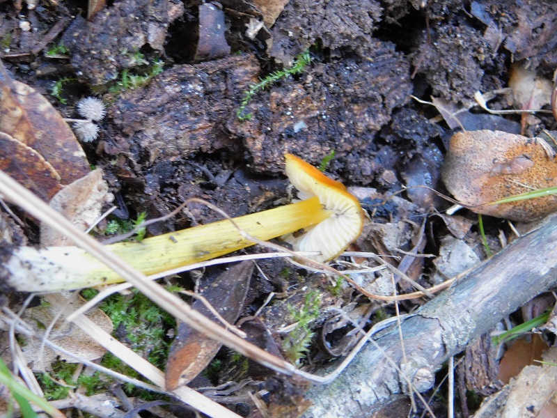 3 Fotogr.il 18.12.2021 sotto Leccio